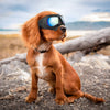 Image of Pet Glasses for Small Breed UV Dog Glasses Windproof Dog Sunglasses Puppy Eyewear